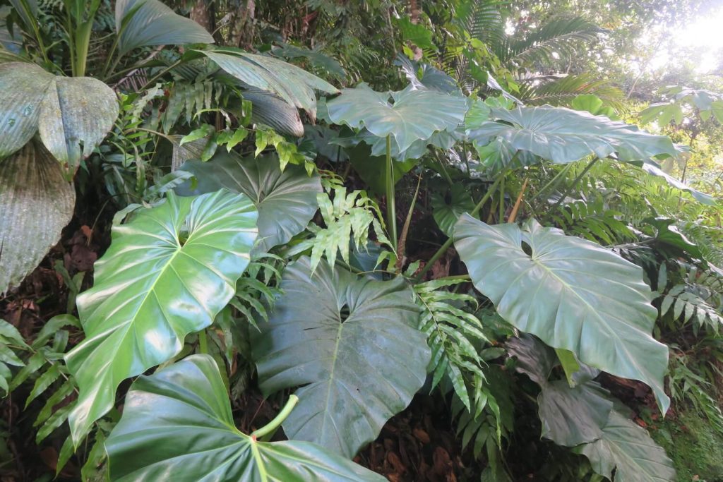 Guadeloupe - Cascade aux écrevisses