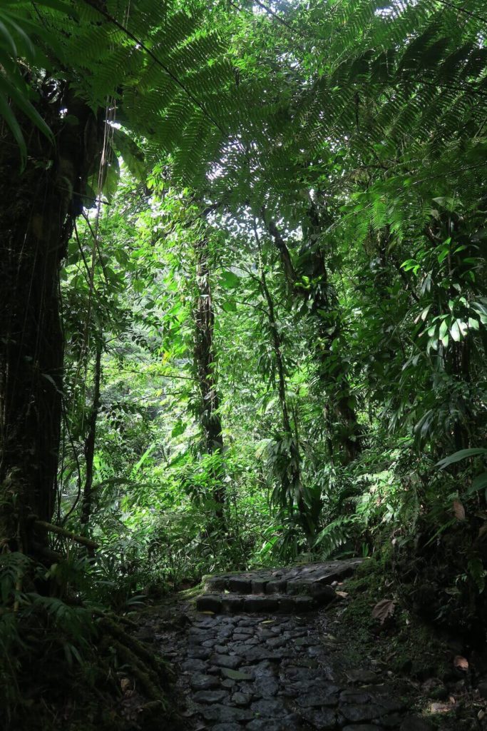 Guadeloupe - Chemin de randonnée des chutes du Carbet