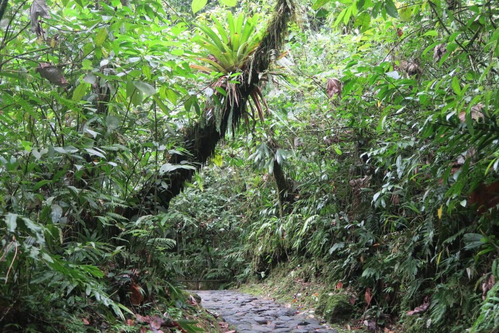 Guadeloupe - Chemin de randonnée des chutes du Carbet
