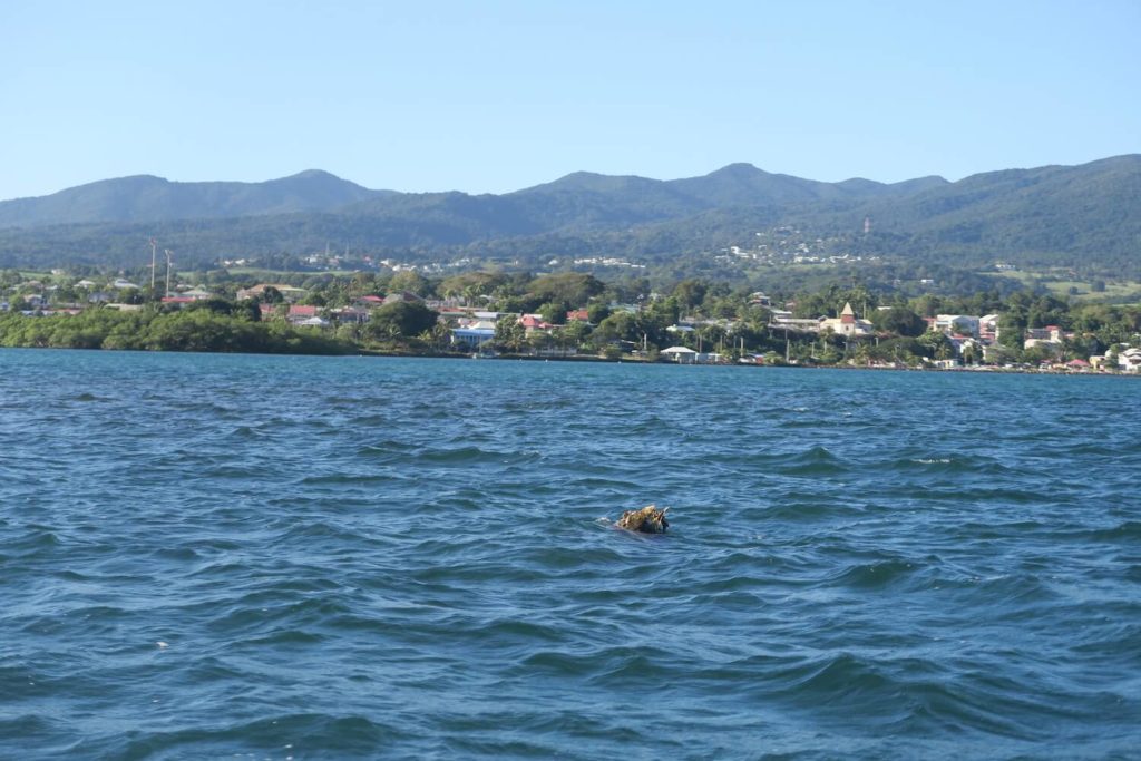 Guadeloupe - Grand cul-de-sac marin