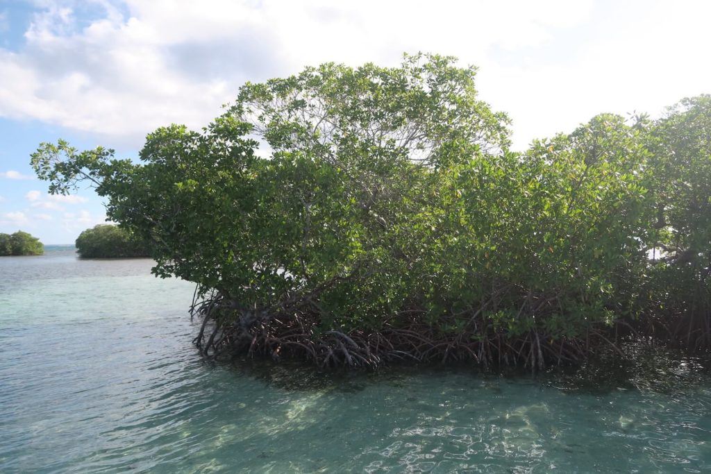 Guadeloupe - Grand cul-de-sac marin