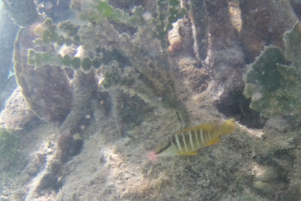 Guadeloupe - Grand cul-de-sac marin