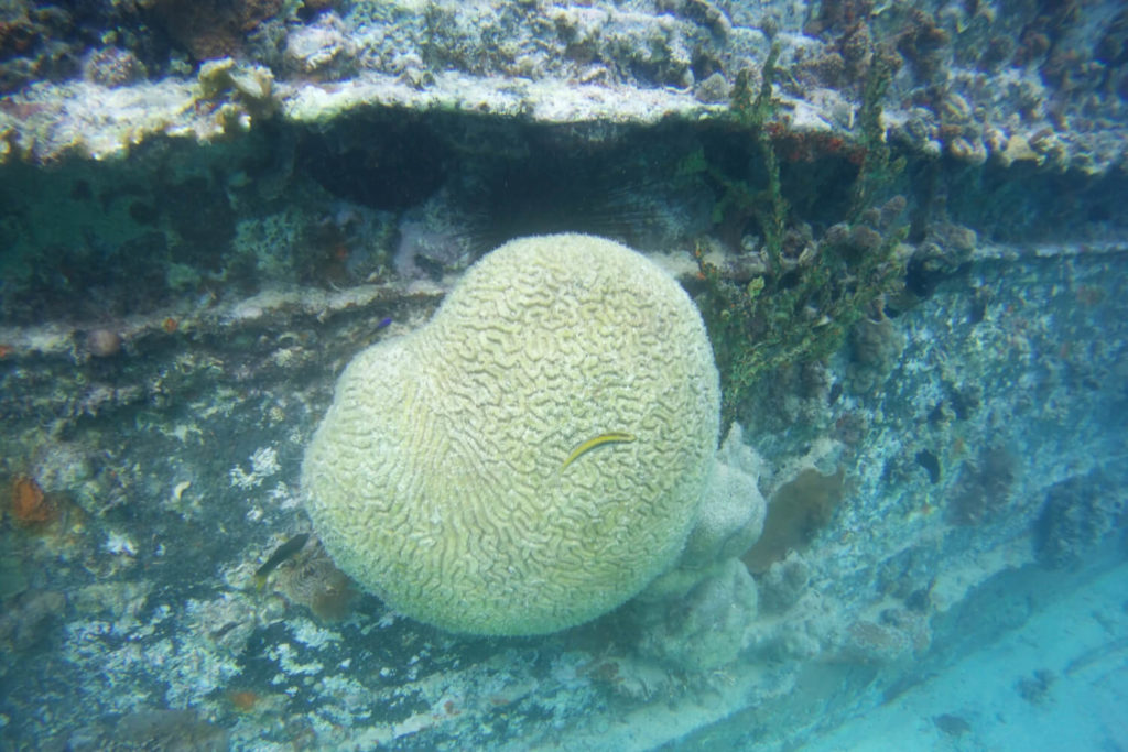 Guadeloupe - Grand cul-de-sac marin