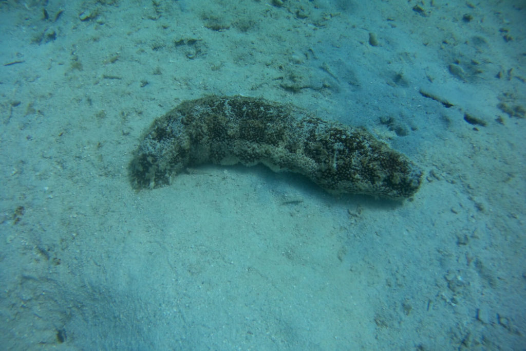 Guadeloupe - Grand cul-de-sac marin