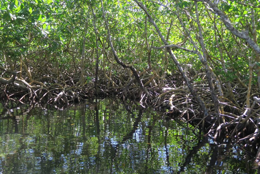 Guadeloupe - Grand cul-de-sac marin