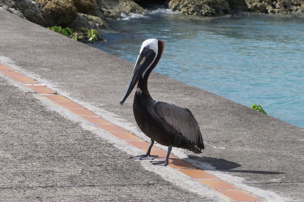 Guadeloupe - Pélican