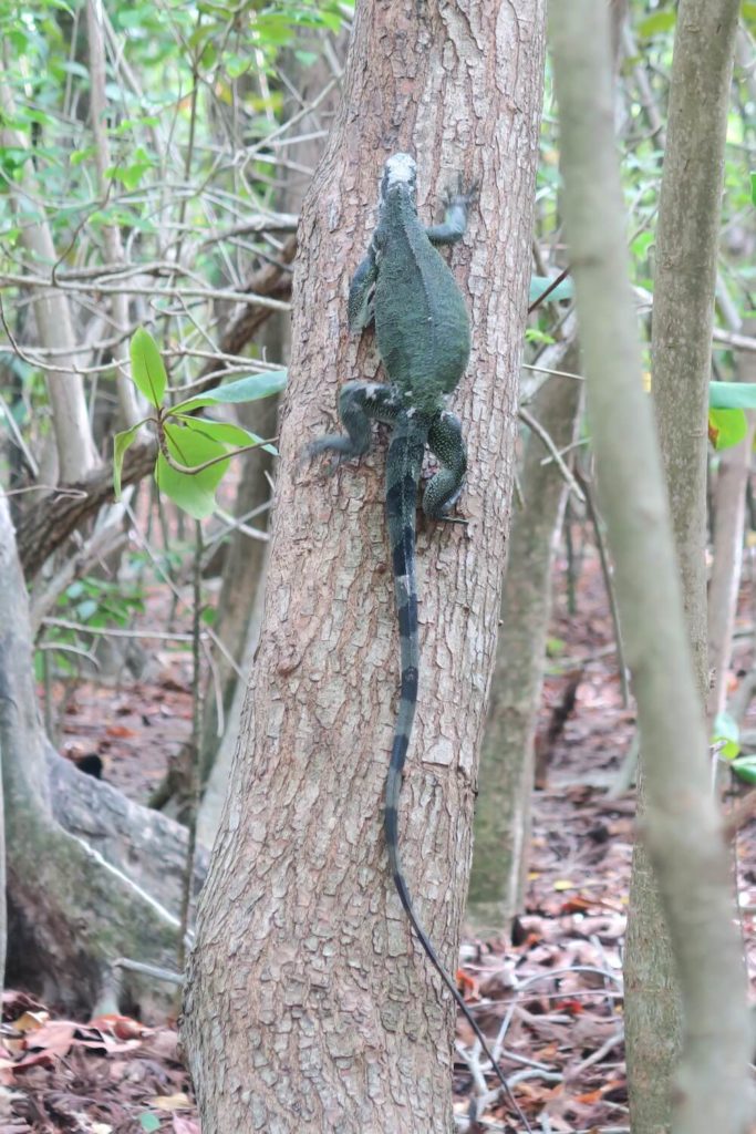 Guadeloupe - Iguane