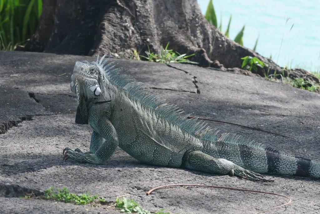 Guadeloupe - Iguane