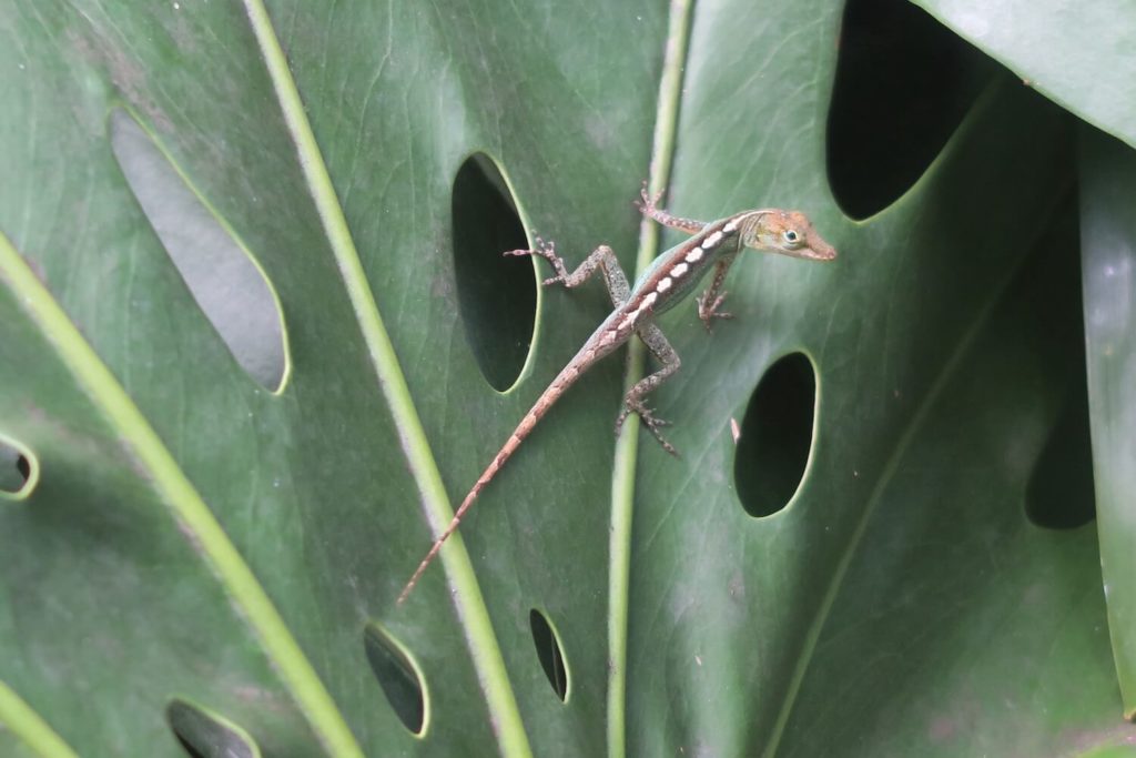 Guadeloupe - Jardin botanique Deshaies