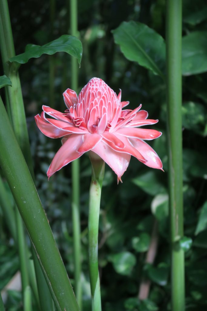 Guadeloupe - Jardin botanique Deshaies