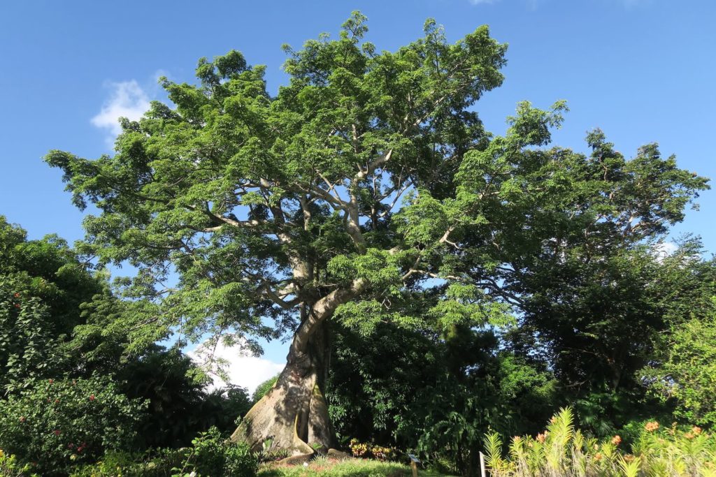 Guadeloupe - Jardin botanique Deshaies