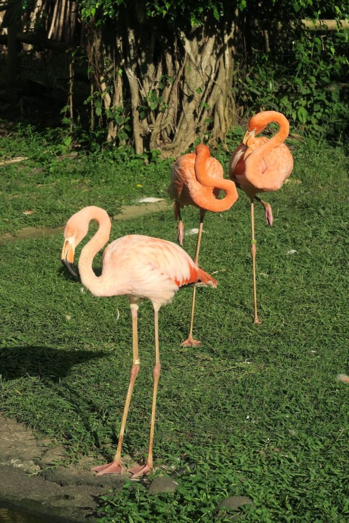 Guadeloupe - Jardin botanique Deshaies