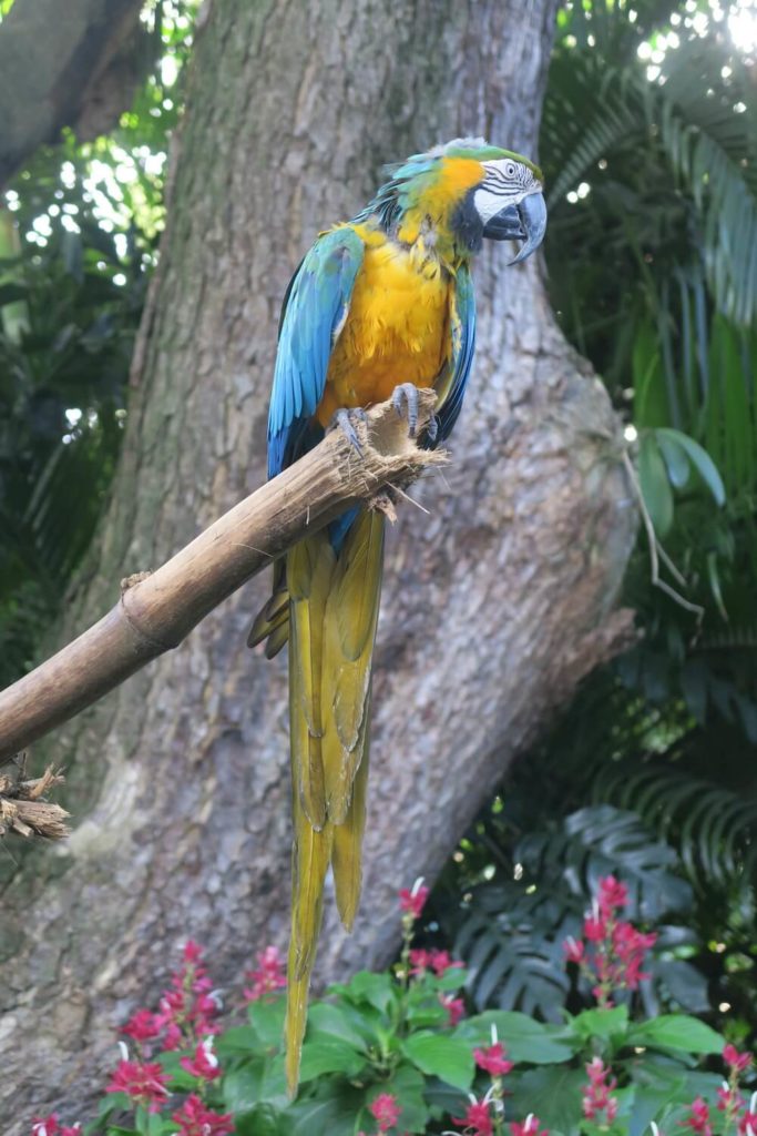 Guadeloupe - Jardin botanique Deshaies