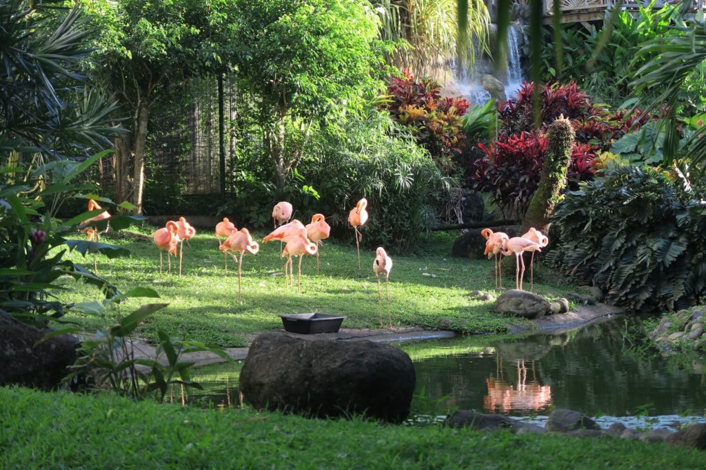 Guadeloupe - Jardin botanique Deshaies