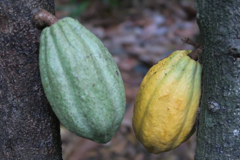 Guadeloupe - La maison du cacao