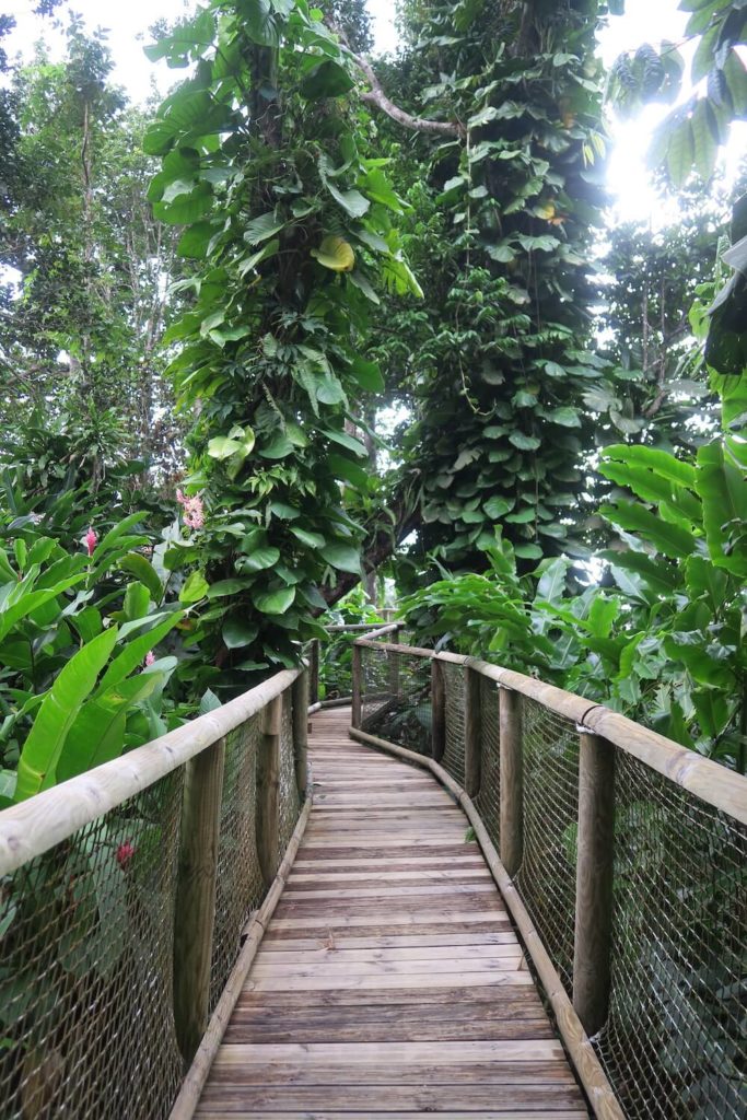 Guadeloupe - Passerelle au parc des mamelles