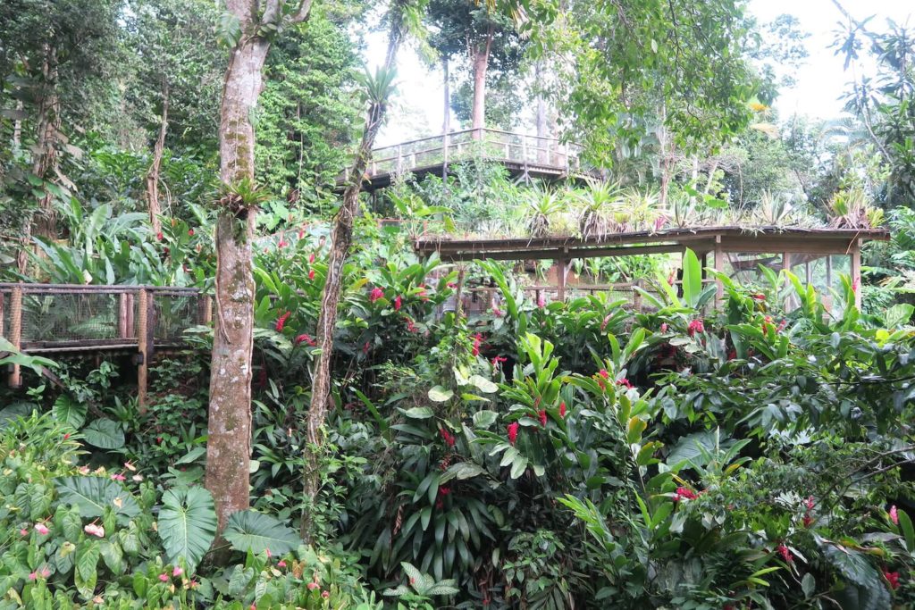 Guadeloupe - Passerelle au parc des mamelles