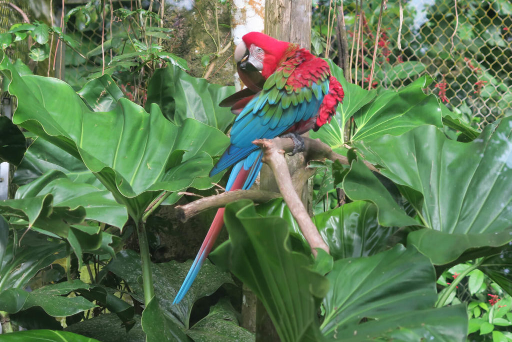 Guadeloupe - Ara au parc des mamelles