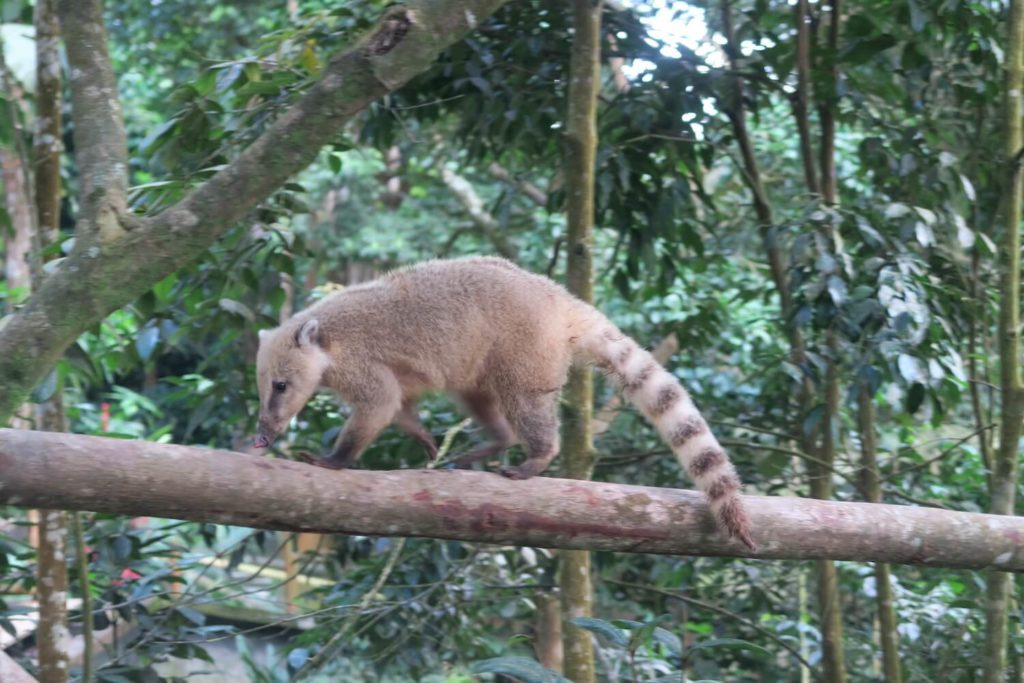 Guadeloupe - Coati au parc des mamelles