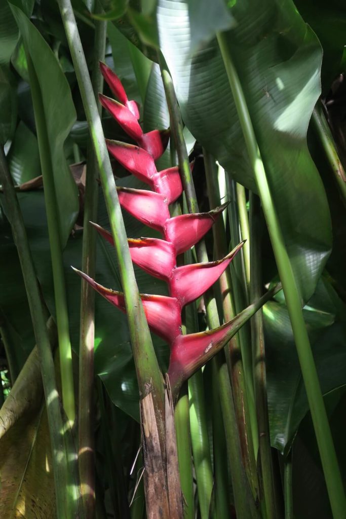 Guadeloupe - Fleur au parc des mamelles