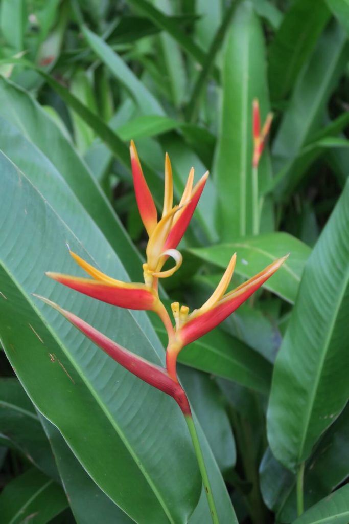 Guadeloupe - Fleur au parc des mamelles