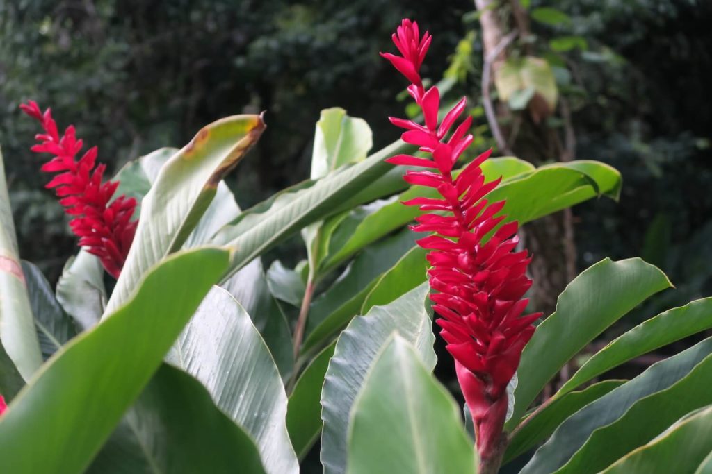Guadeloupe - Fleur au parc des mamelles