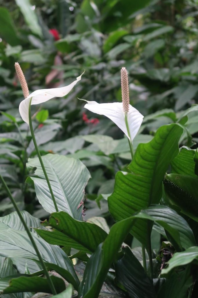 Guadeloupe - Fleur au parc des mamelles