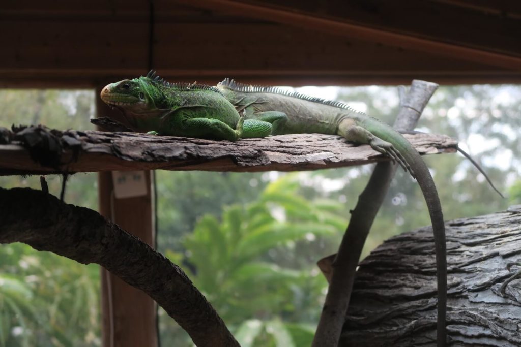 Guadeloupe - Iguane au parc des mamelles