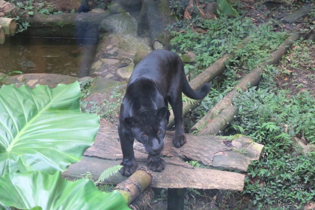 Guadeloupe - Jaguar au parc des mamelles