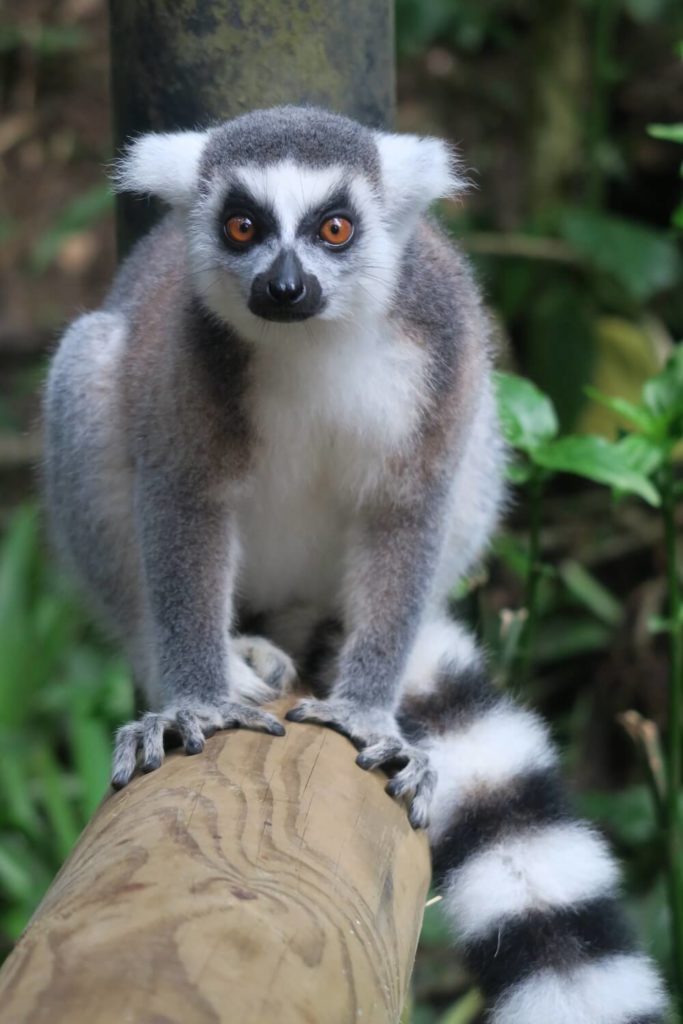 Guadeloupe - Lémurien au parc des mamelles