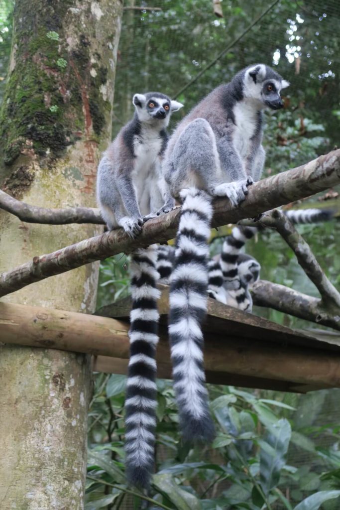 Guadeloupe - Lémurien au parc des mamelles