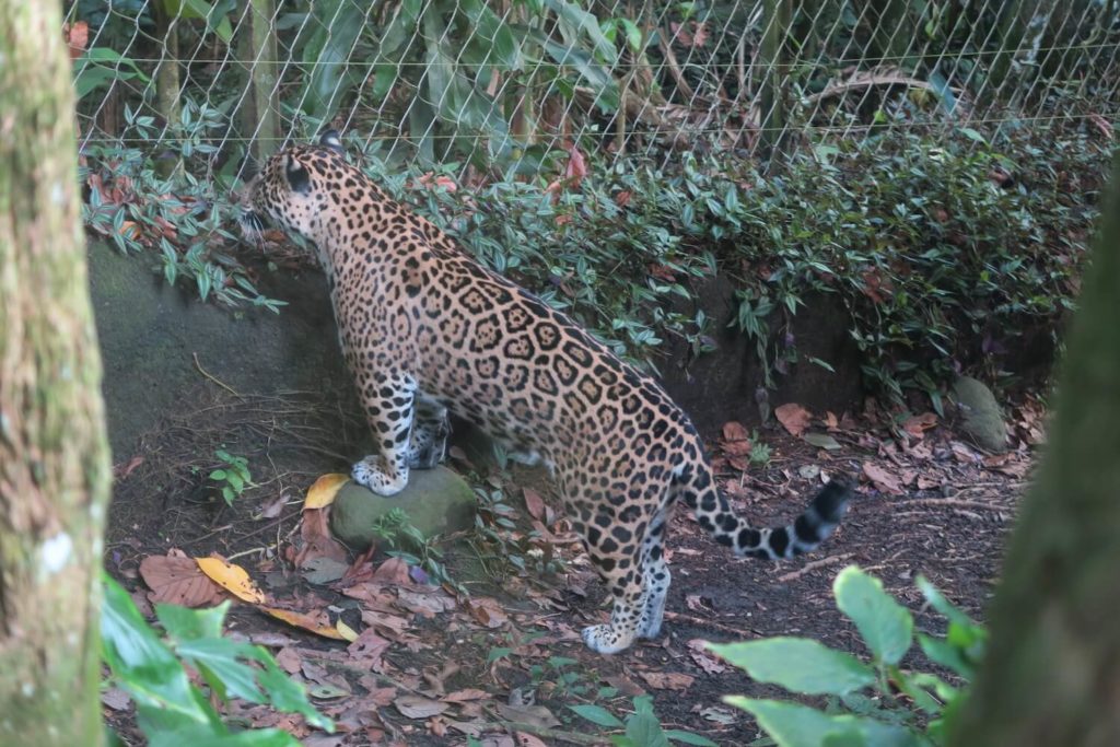 Guadeloupe - Ocelot au parc des mamelles