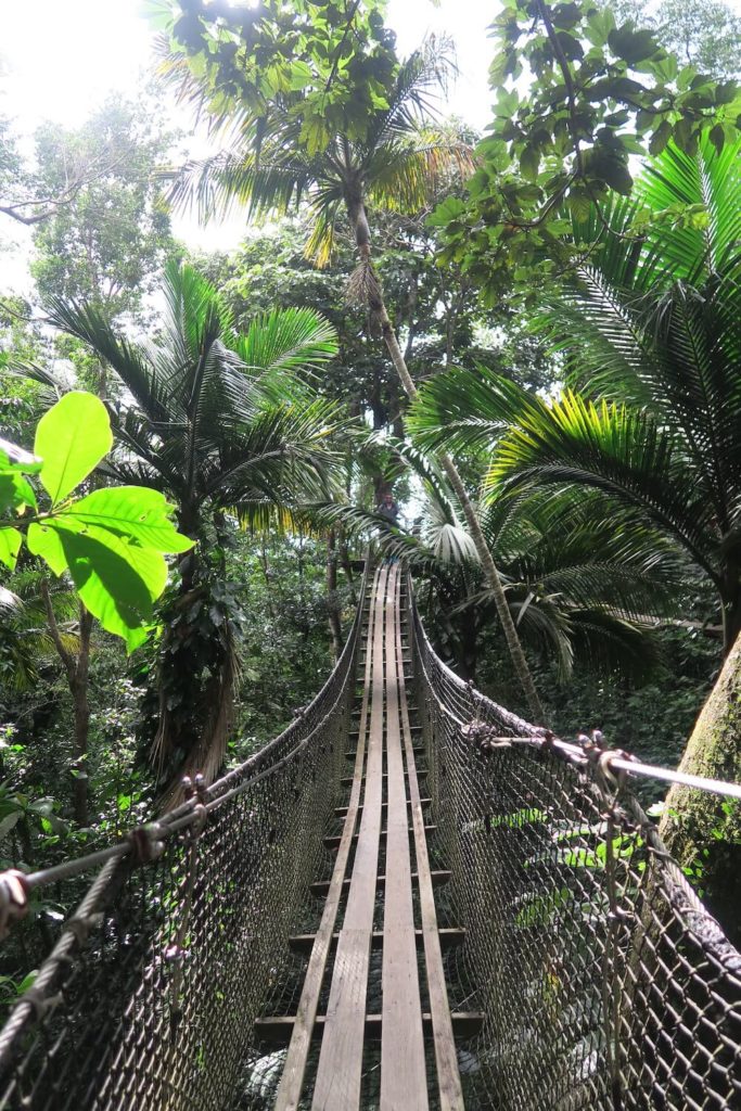 Guadeloupe - Passerelle au parc des mamelles