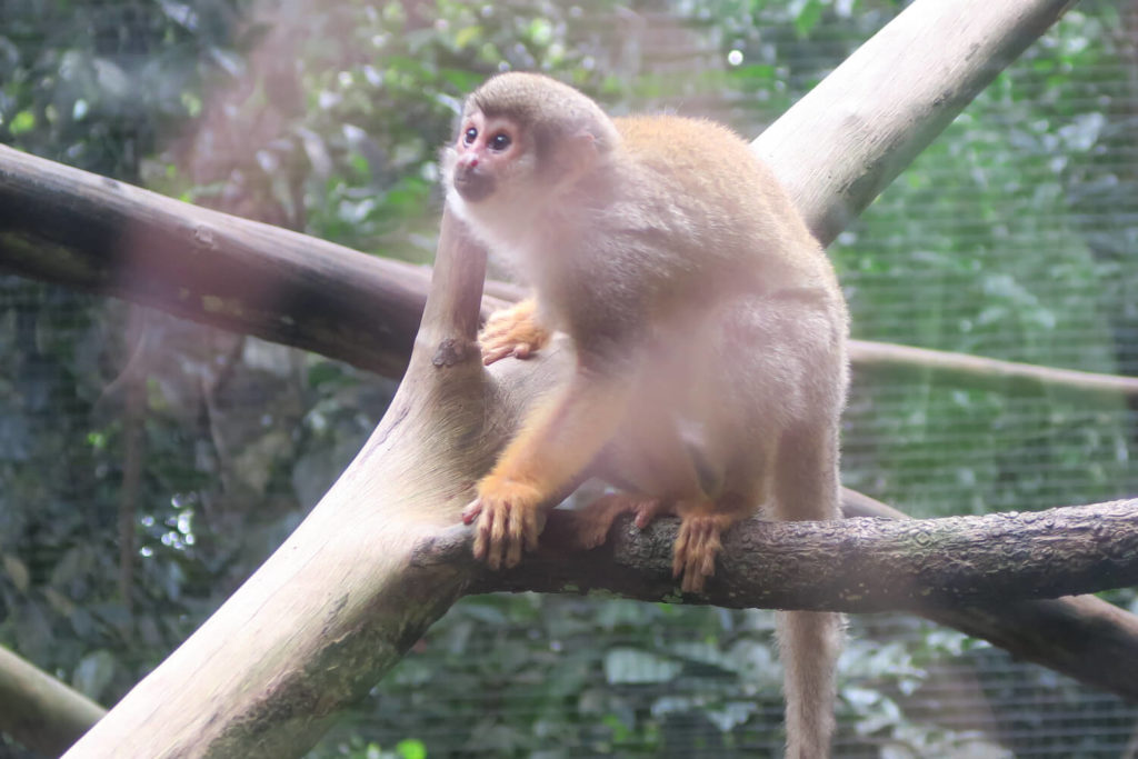 Guadeloupe - Singe au parc des mamelles