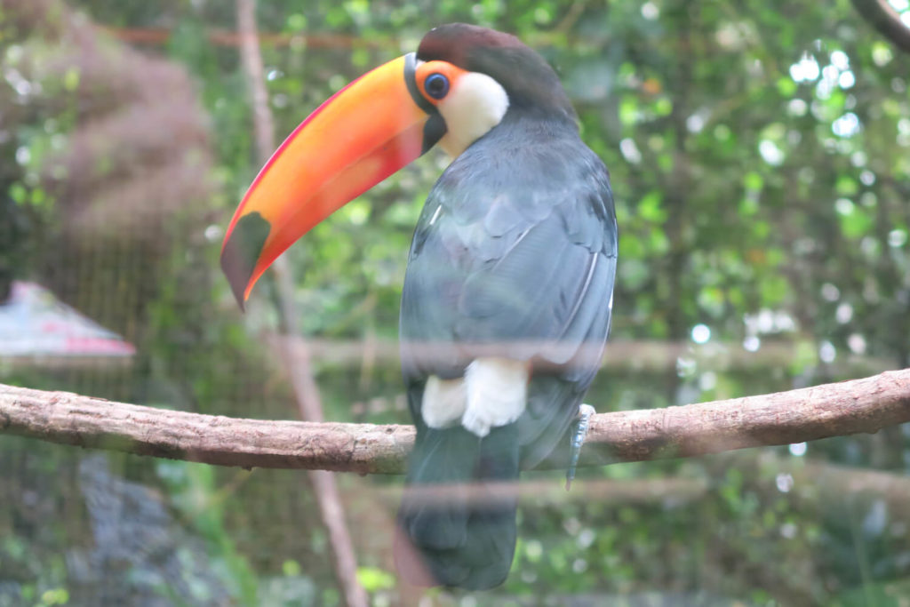 Guadeloupe - Toucan au parc des mamelles