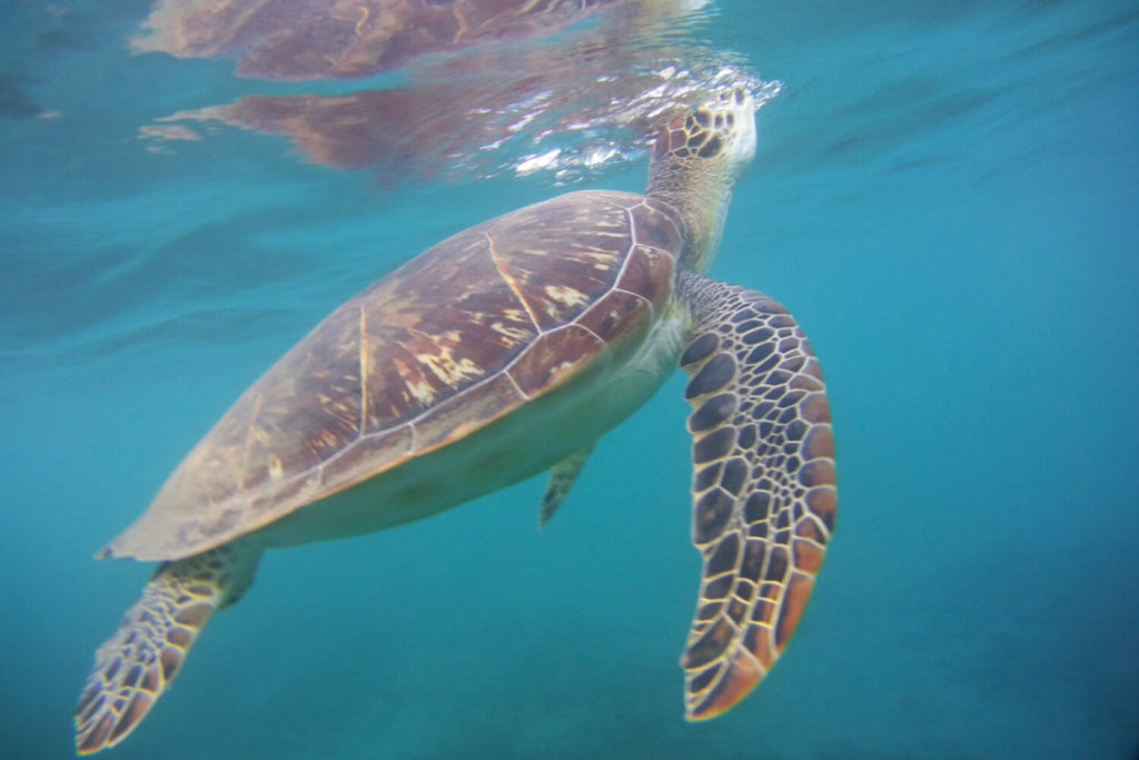 Guadeloupe - Tortue à la plage de Malendure
