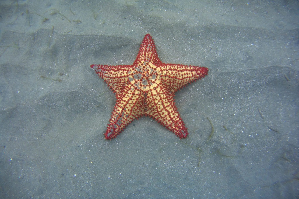 Guadeloupe - Etoile de mer à la plage de Malendure