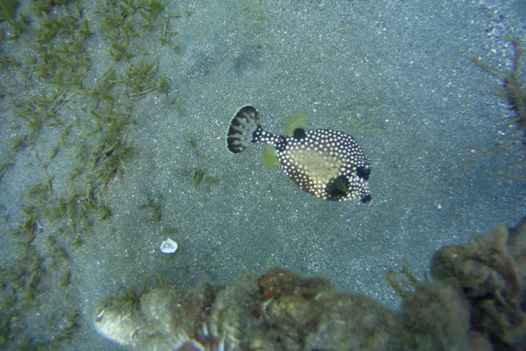 Guadeloupe - Poisson à la plage de Malendure