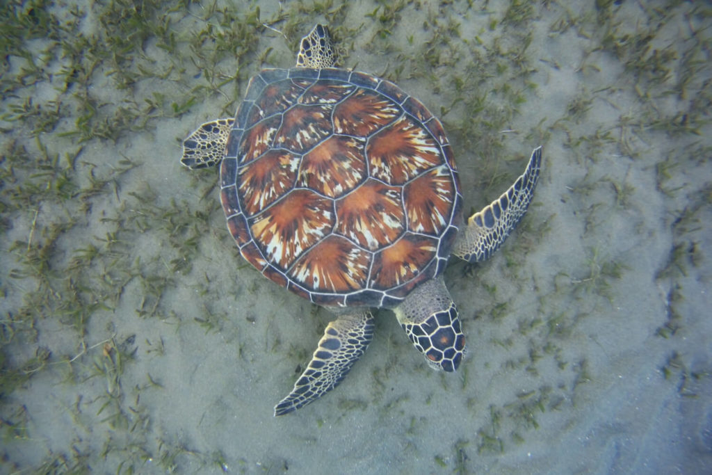 Guadeloupe - Tortue à la plage de Malendure