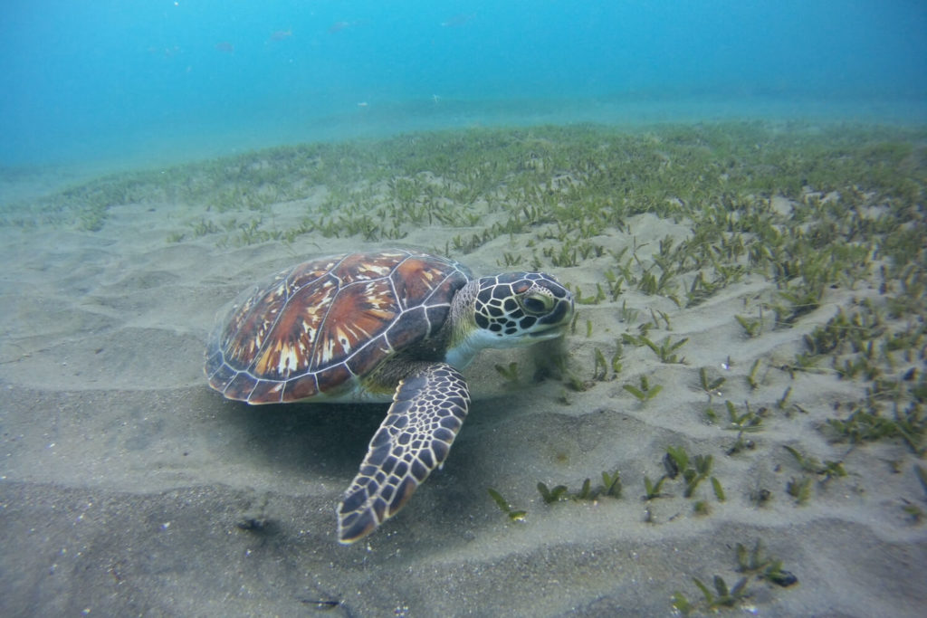 Guadeloupe - Tortue à la plage de Malendure