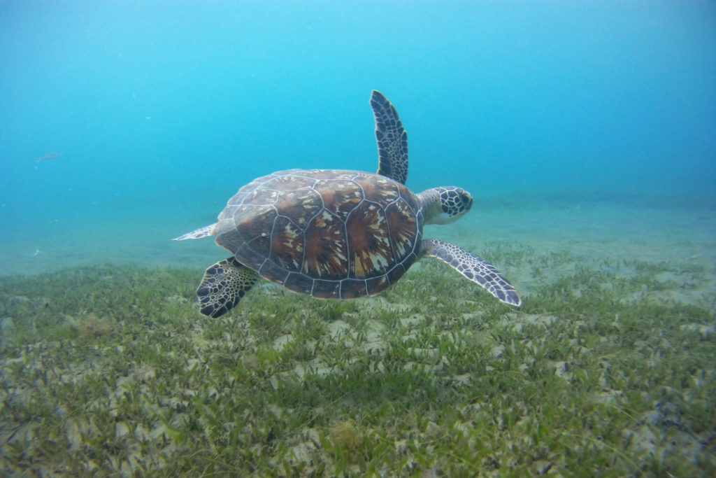 Guadeloupe - Tortue à la plage de Malendure