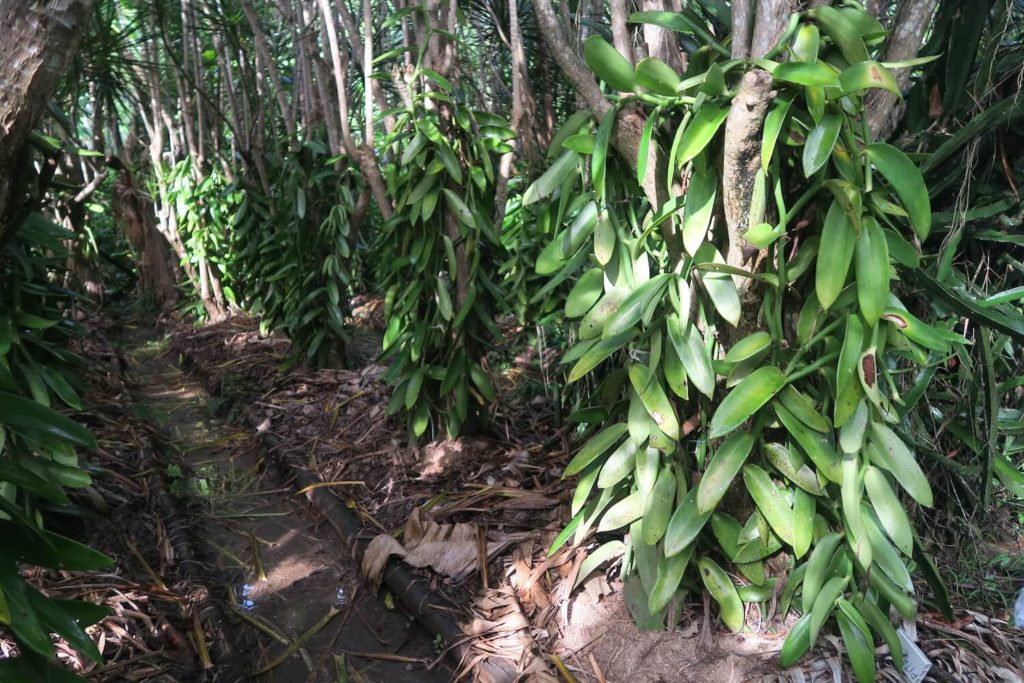 Guadeloupe - Vanilleraie de Fety