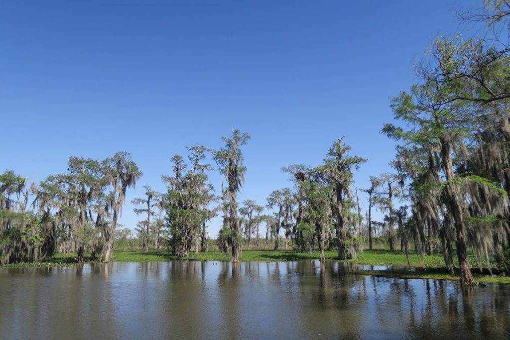 Le Black bayou du côté de Houma