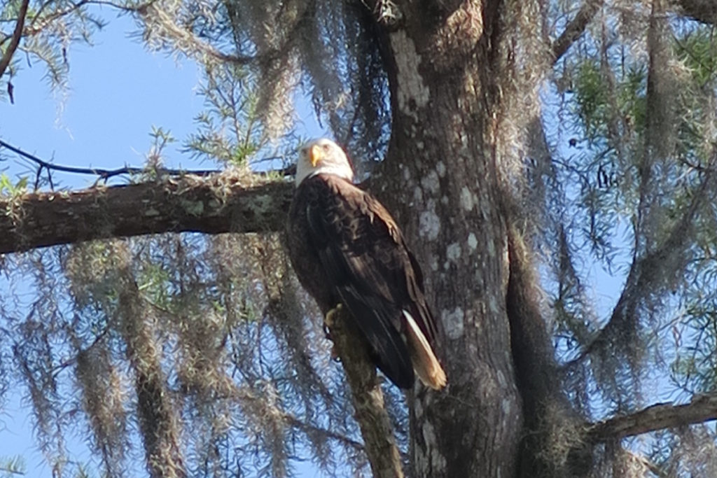 Un aigle, emblème des Etats-Unis