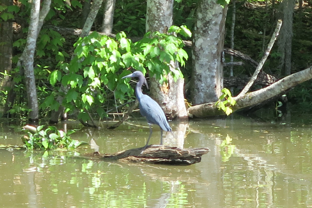 La faune du bayou