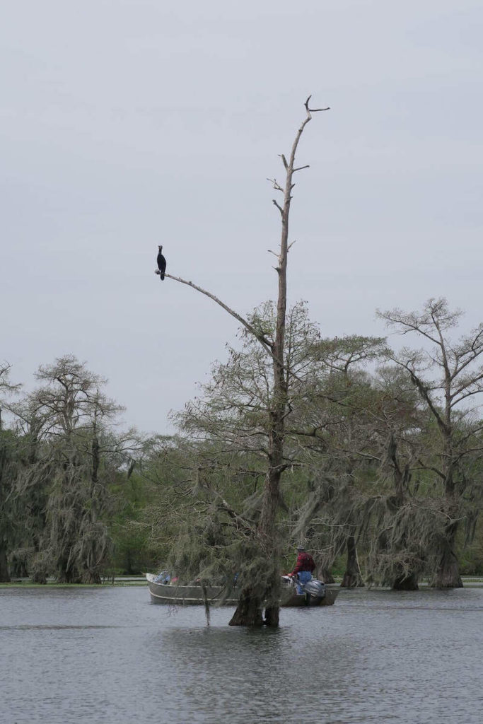 Un arbre dans le lac Martin