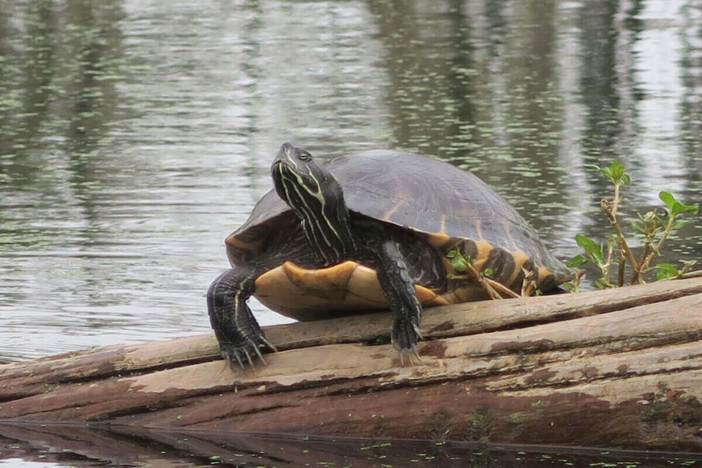 Une tortue